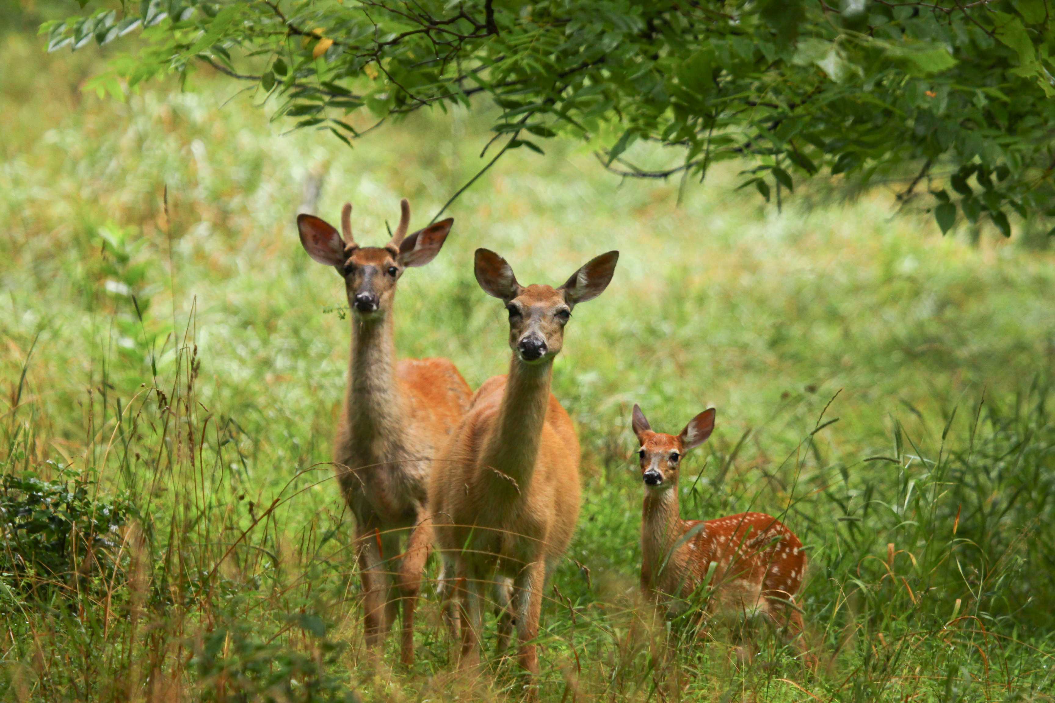 Deer Family, Elk County, photo by Jim Merritt
