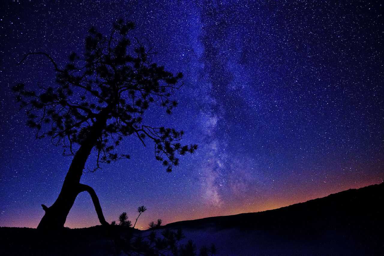 Milky Way Red Pine